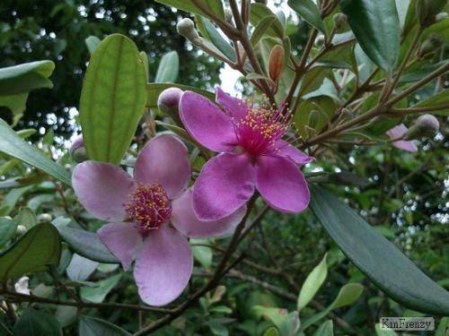 姚金娘是什么植物最常见的种植方法,姚金娘泡酒的功效与作用