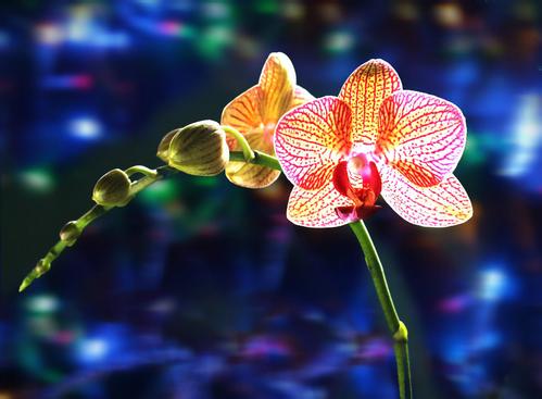 最简单蝴蝶兰家庭养法介绍 蝴蝶兰用什么土最好土壤怎么配图片