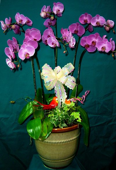 最简单蝴蝶兰家庭养法介绍 蝴蝶兰用什么土最好土壤怎么配图片