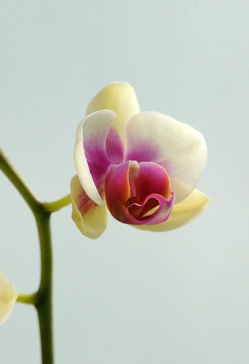 蝴蝶兰怎么繁殖出幼苗最简单 蝴蝶兰繁殖方法带图怎么用花梗繁殖