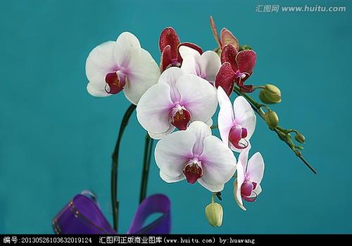 蝴蝶兰叶子发黄图要剪吗 蝴蝶兰叶子烂了发黄变软什么原因怎么办