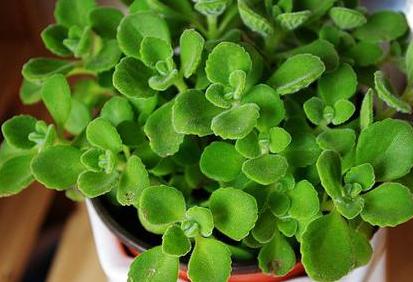 碰碰香扦插繁殖方法步骤和注意事项, 碰碰香扦插成功秘诀