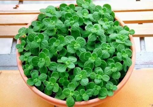 碰碰香扦插繁殖方法步骤和注意事项, 碰碰香扦插成功秘诀