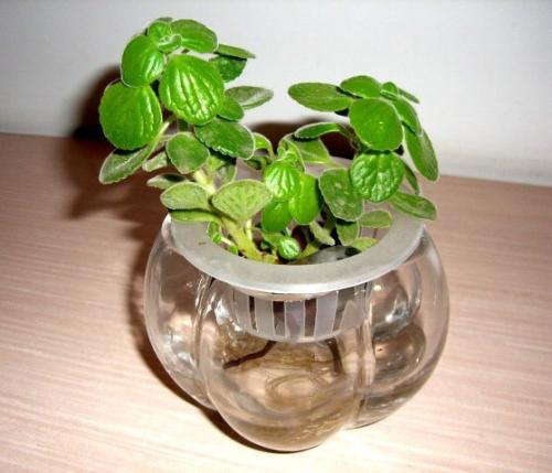 碰碰香可以水培吗?水培碰碰香怎么养?碰碰香的懒人水培方法