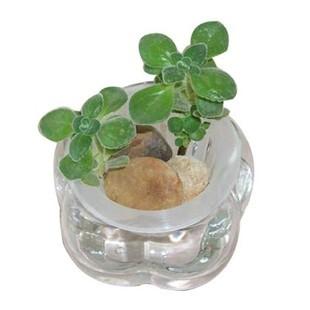 碰碰香可以水培吗?水培碰碰香怎么养?碰碰香的懒人水培方法