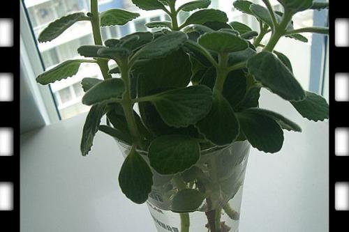 碰碰香可以水培吗?水培碰碰香怎么养?碰碰香的懒人水培方法