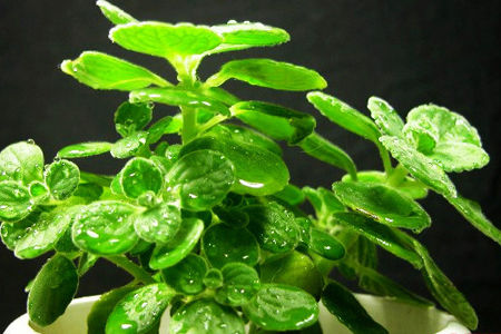 碰碰香叶子发黄怎么办?碰碰香叶子发黄的原因及处理办法