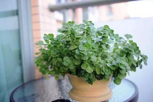 碰碰香叶子发黄怎么办?碰碰香叶子发黄的原因及处理办法