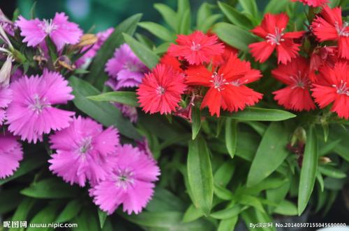 石竹有哪些常见品种?石竹花什么季节开?石竹花花语是什么?