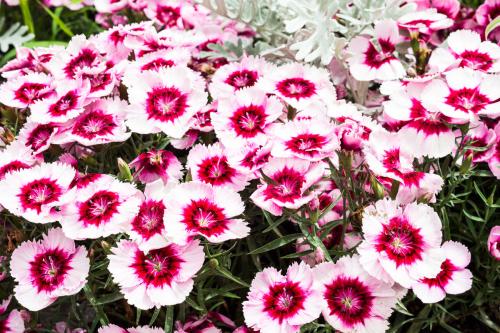 石竹有哪些常见品种?石竹花什么季节开?石竹花花语是什么?