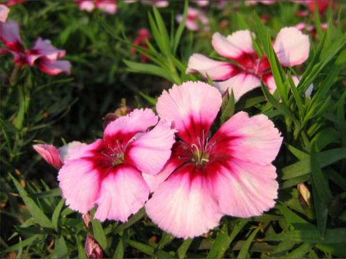 ʯЩƷ֣ʯʲôڿʯ񻨻ʲô