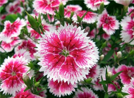 石竹有哪些常见品种?石竹花什么季节开?石竹花花语是什么?