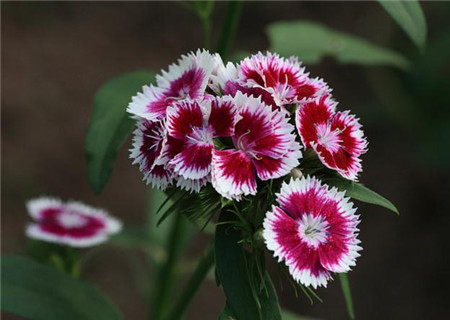 石竹有哪些常见品种?石竹花什么季节开?石竹花花语是什么?