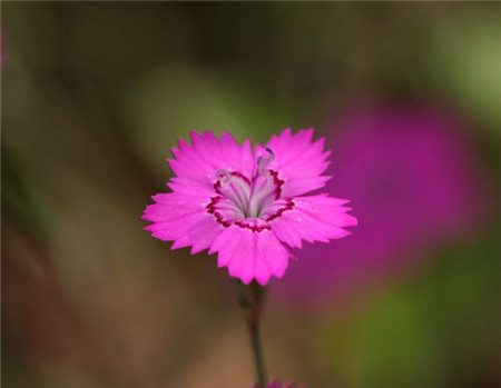 石竹有哪些常见品种?石竹花什么季节开?石竹花花语是什么?