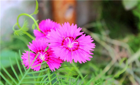 ʯЩƷ֣ʯʲôڿʯ񻨻ʲô