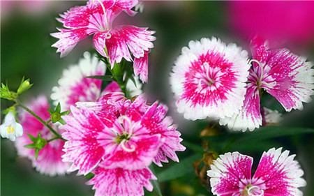 石竹有哪些常见品种?石竹花什么季节开?石竹花花语是什么?