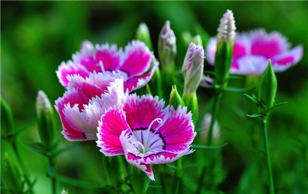 石竹有哪些常见品种?石竹花什么季节开?石竹花花语是什么?