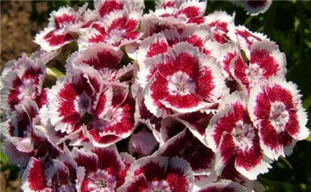 石竹有哪些常见品种?石竹花什么季节开?石竹花花语是什么?