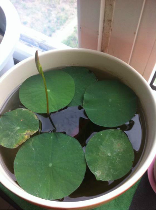 �����������ⳤҶ��ԭ�� ����ʲôʱ�򿪻� ������Ҷ��ÿ���