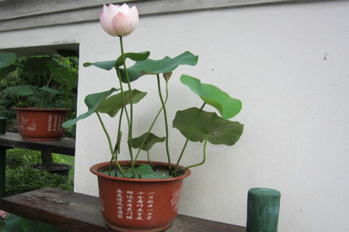 �����������ⳤҶ��ԭ�� ����ʲôʱ�򿪻� ������Ҷ��ÿ���