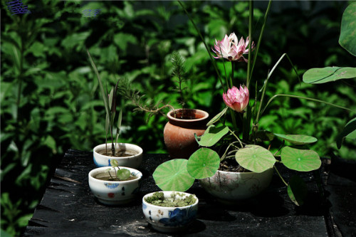 �����������ⳤҶ��ԭ�� ����ʲôʱ�򿪻� ������Ҷ��ÿ���