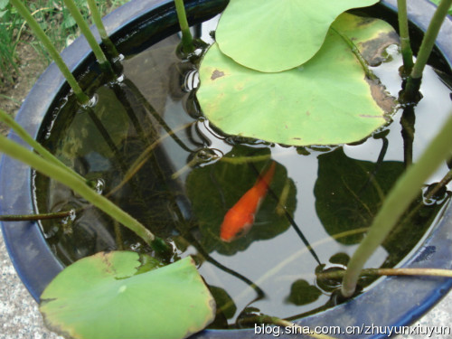 �����������ⳤҶ��ԭ�� ����ʲôʱ�򿪻� ������Ҷ��ÿ���