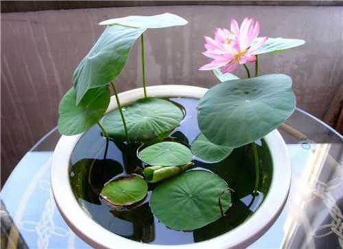 �����������ⳤҶ��ԭ�� ����ʲôʱ�򿪻� ������Ҷ��ÿ���