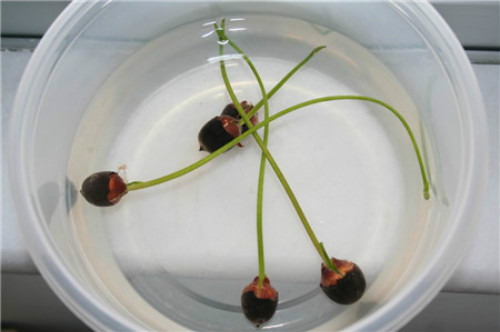 �����������ⳤҶ��ԭ�� ����ʲôʱ�򿪻� ������Ҷ��ÿ���