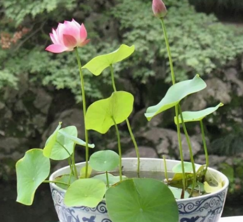 �����������ⳤҶ��ԭ�� ����ʲôʱ�򿪻� ������Ҷ��ÿ���