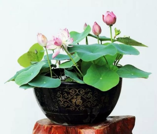 �����������ⳤҶ��ԭ�� ����ʲôʱ�򿪻� ������Ҷ��ÿ���