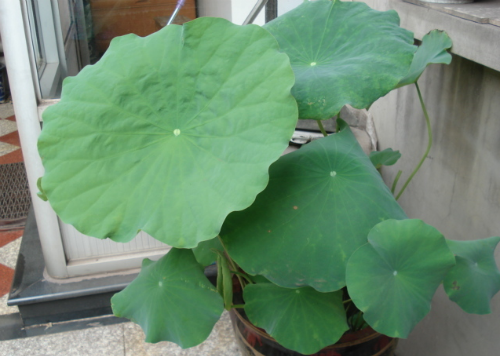 �����������ⳤҶ��ԭ�� ����ʲôʱ�򿪻� ������Ҷ��ÿ���