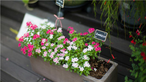 长春花种子怎么种植播种方法 长春花的养殖方法和注意事项