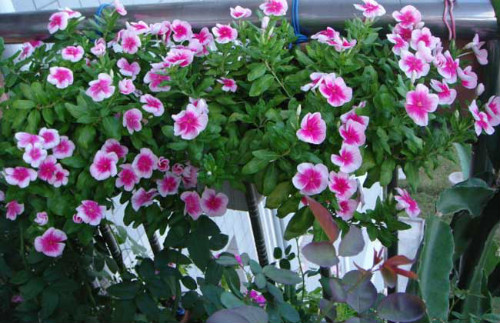 长春花种子怎么种植播种方法 长春花的养殖方法和注意事项