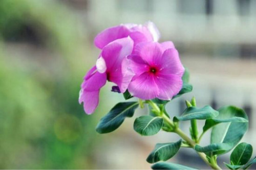 长春花种子怎么种植播种方法 长春花的养殖方法和注意事项