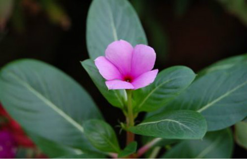 长春花种子怎么种植播种方法 长春花的养殖方法和注意事项