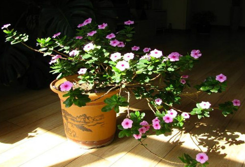 长春花有毒吗对人有什么危害 长春花可以在室内养吗