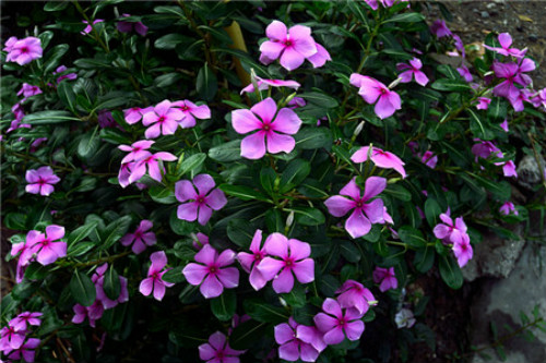 长春花有毒吗对人有什么危害 长春花可以在室内养吗