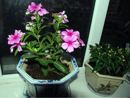 长春花有毒吗对人有什么危害 长春花可以在室内养吗