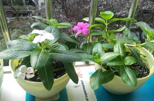 长春花有毒吗对人有什么危害 长春花可以在室内养吗