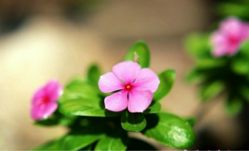 长春花有毒吗对人有什么危害 长春花可以在室内养吗