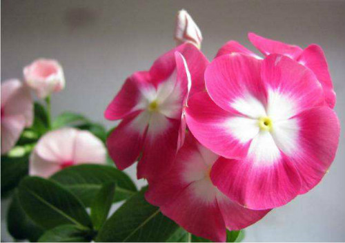 长春花有毒吗对人有什么危害 长春花可以在室内养吗