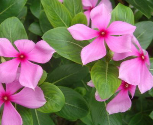 长春花有毒吗对人有什么危害 长春花可以在室内养吗