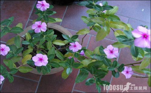 长春花有毒吗对人有什么危害 长春花可以在室内养吗