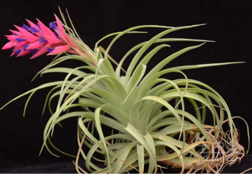 空气凤梨有毒吗对人体有没有危害 空气凤梨有什么作用