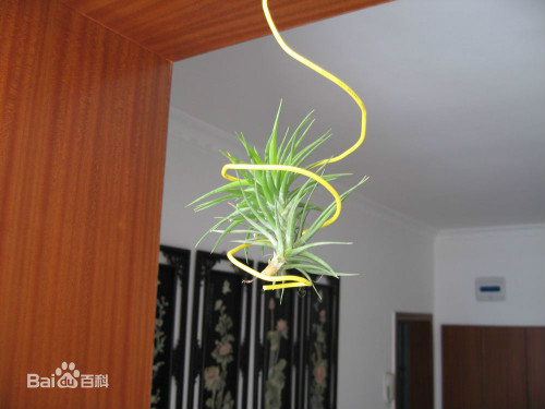 空气凤梨有毒吗对人体有没有危害 空气凤梨有什么作用