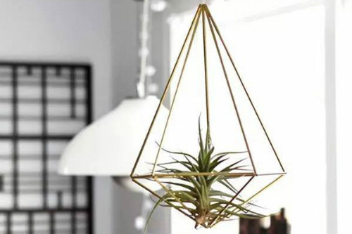 空气凤梨有毒吗对人体有没有危害 空气凤梨有什么作用