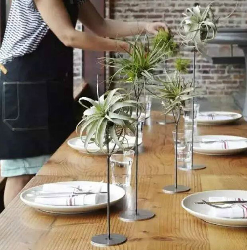 空气凤梨有毒吗对人体有没有危害 空气凤梨有什么作用