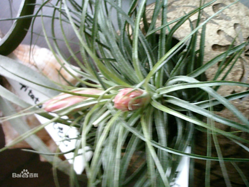 空气凤梨有毒吗对人体有没有危害 空气凤梨有什么作用