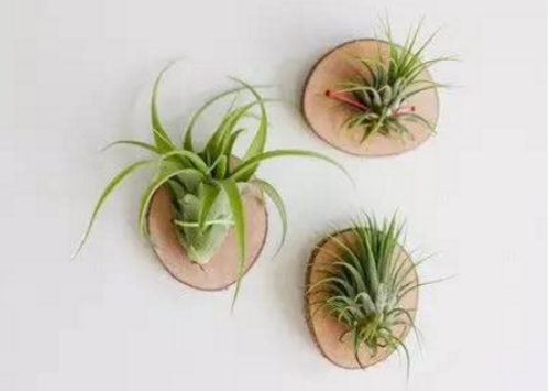 空气凤梨有毒吗对人体有没有危害 空气凤梨有什么作用