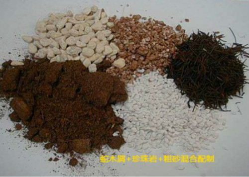 口红吊兰怎么扦插图解 口红吊兰的养殖方法和注意事项有哪些